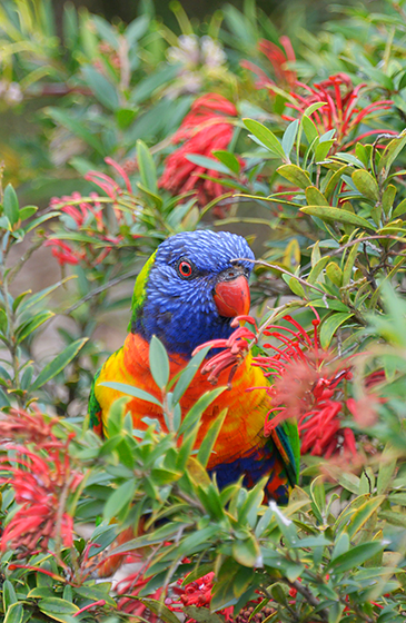 bird copy